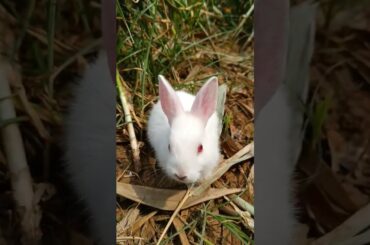 Cute Rabbit Baby | #rabbit  khargosh | #baby #shorts #viralvideo #trending