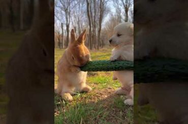 Funny And Cute Rabbit and innocent dog #Shorts #animals #viralshorts