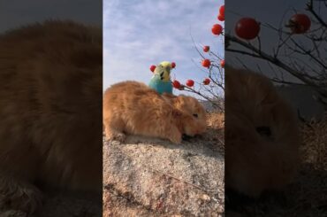 Cute Rabbit vs Pairrot #youtubeshorts #shortsfeed #rabbit