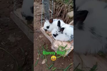 Cute bunny life! The baby rabbits like their swing!