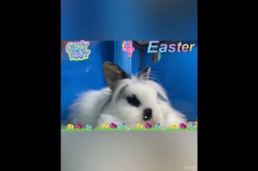 Cute Bunny Can't Wait For Easter @divineriver