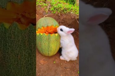 Funny Bunny video / cute rabbit video #viral