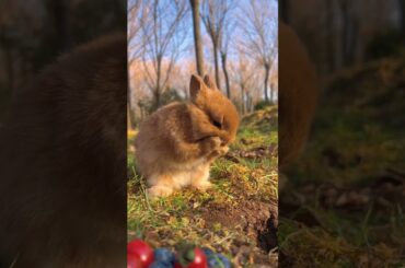 cute rabbit eating #animals #cute #viral  #funny