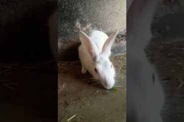 | cute Rabbit | #shorts