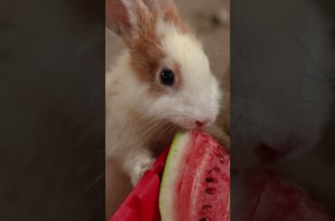 Wow Cute Rabbit eat sweet Watermelon on car #shorts