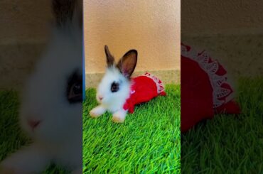 Attitude Lady #bunny #cute #rabbit #beautiful #picoftheday #pets #trending #viral #viralvideo #2023