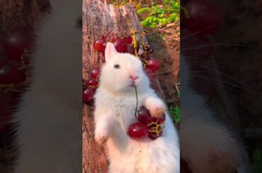 Cute rabbit . A beautiful moment - #shorts