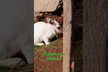 Cute bunny rabbits, eating grass and flowers!
