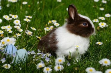 cute baby rabbit playing, feeding activities | Bunny rabbit ( baby rabbit) With beautiful music 4k