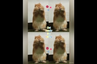 Cute Bunny  Is Ready For Spring @divineriver