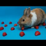Really cute bunny eating strawberries !!