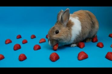 Really cute bunny eating strawberries !!