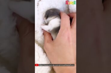 OMG How Adorable is this #bunny #shorts #cutebunny