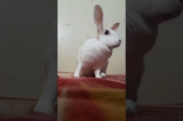#viral #bunny #cute #rabbit