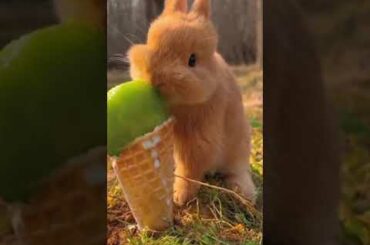 Funny and cute rabbit eating ice cream|#shorts #funny #2023 #subscribe