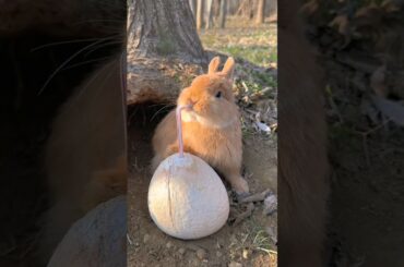cute rabbit fun                            #funny #viral #pet #animals #rabbit