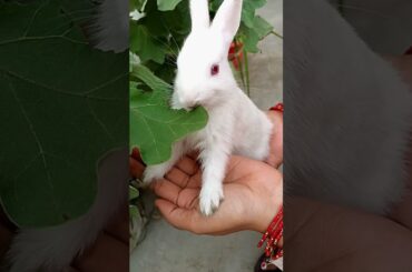 Little cute bunny's journey to adulthood#rabbit #rabbitbabies #shorts