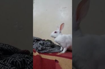 #viral #bunny #cute #rabbit
