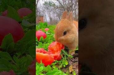 Life is so happy of Cute Rabbit#cuterabbit ,#shorts