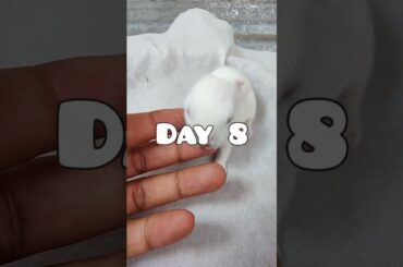 Rabbit Growth - Baby Rabbits Grow Up #animals