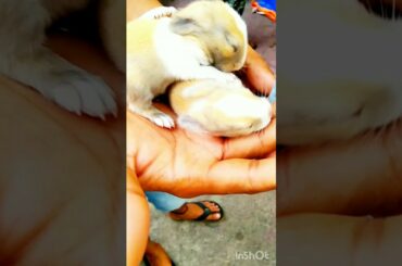 cute baby rabbit #youtubeshorts#