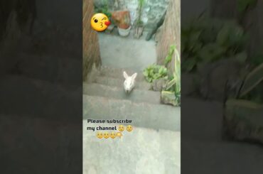 cute rabbit playing | rabbit eating food | #shorts #viral #youtubeshorts #viralshorts #shortsfeed