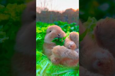 Cute rabbit . A beautiful moment - #shorts