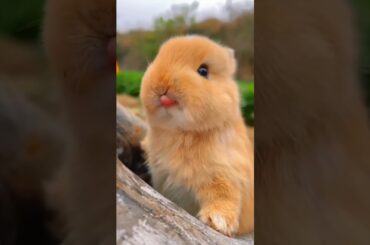 Cute Rabbit . A beautiful moment #shorts #rabbit #eating #nature #animals #viral #trending #status