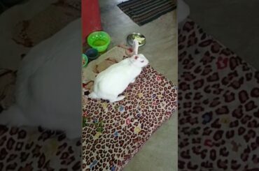 Puchun #putuandtitli #shortvideo #cute #rabbit #bunny #viral
