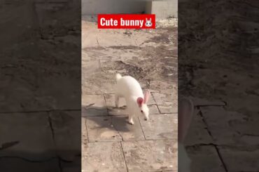 Cute bunny #cuterabbit