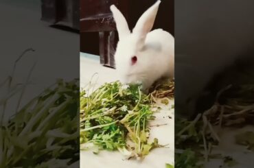 cute bunny #chikulifestyle #cute #bunny #youtubeshorts