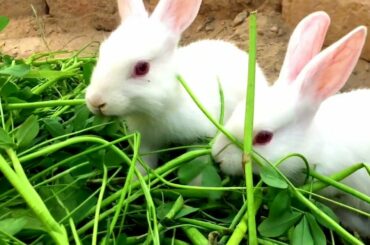 Cute Baby Rabbits Playing,Feeding Activities | Bunny Rabbit (Baby Rabbits)