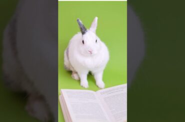 Cute Bunny Video #shorts #youtubeshorts #youtubevira #bunny