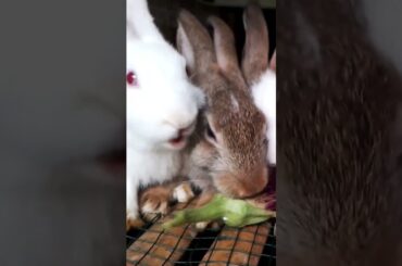 Spirit #kelincilucu #bunnyrabbit #rabbit #cutebunny #kelinci #bermainkelinci #bunny