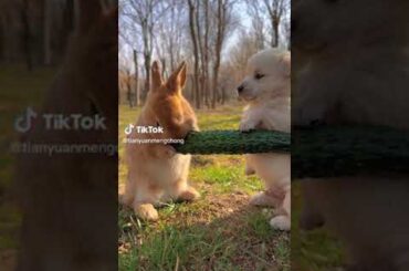 cute animals #cute #rabbit #dog