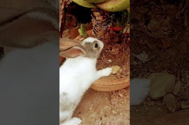 cute baby rabbit @ayushisworld1#pets #shorts #ytindia #ytshorts #yt #viral