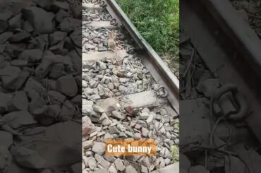 cute bunny  # kis kis ko pasand hai? bhoot #shortsvideo #viral #tranding