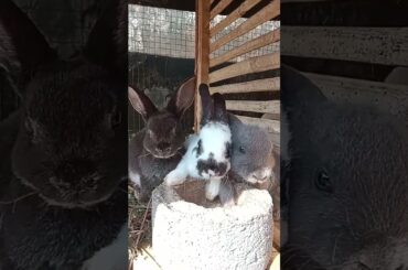 Wooww cute bunny #ternakkelinci #petrabbit #bunny #peternakkelinci #animal #pet #cute #rabbit