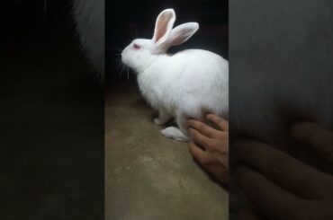 My cute bunny #cuteanimals #rabbit #bunny #cute #shortvideo