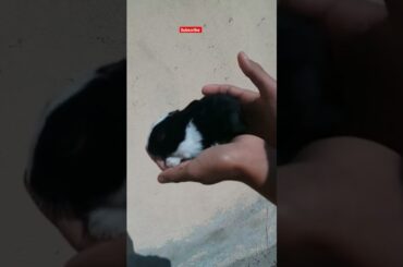 cute bunny #petsandanimals #shorts