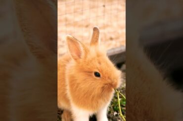 Cute Rabbit Eating #viralshorts #bunny #cute #rabbit #funnyanimalswow