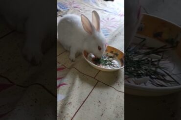 cute baby rabbit/@cutebunnies193