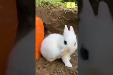 #cute rabbit eating carrot #shortsviral #shorts#shortsfeed