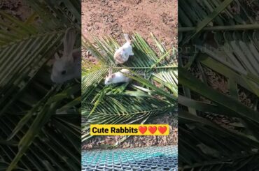 Cute baby Rabbits #love #rabbit #trending #ytshorts #short #petlover #pets #aquariumworldtelugu
