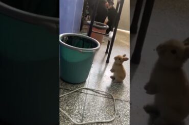 Surfaces #short #shorts #cute #bunny #funny