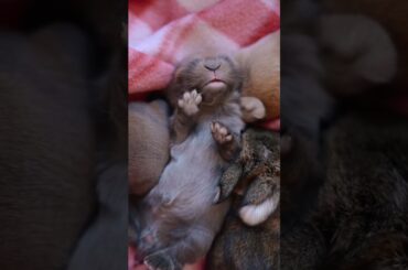 WAIT UNTIL THE END!Baby bunnies yawning and stretching! #cuteshorts #babybunny #hollandlop #bunny