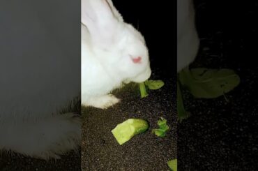 cute rabbit @ayushisworld1 #pets #shorts #newborn  #ytindia #ytshorts #yt #viral