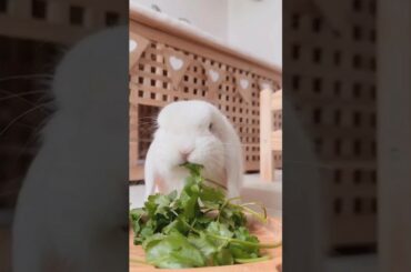 Cute bunny video #shorts #bunny #animallover #viralshorts