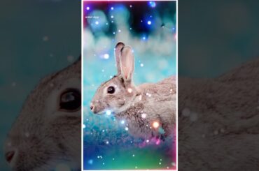 #Cute #Bunny#cute Bunny #shorts#Shorts