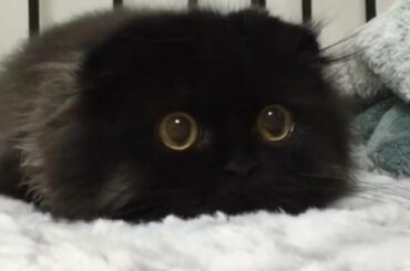 Cute Animals for When You are Stressed